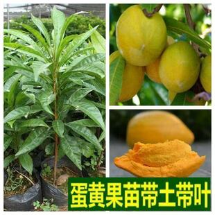 特大耀堂仙桃苗嫁接木瓜仙桃鸡蛋果苗南方盆栽地四季结果蛋黄果苗