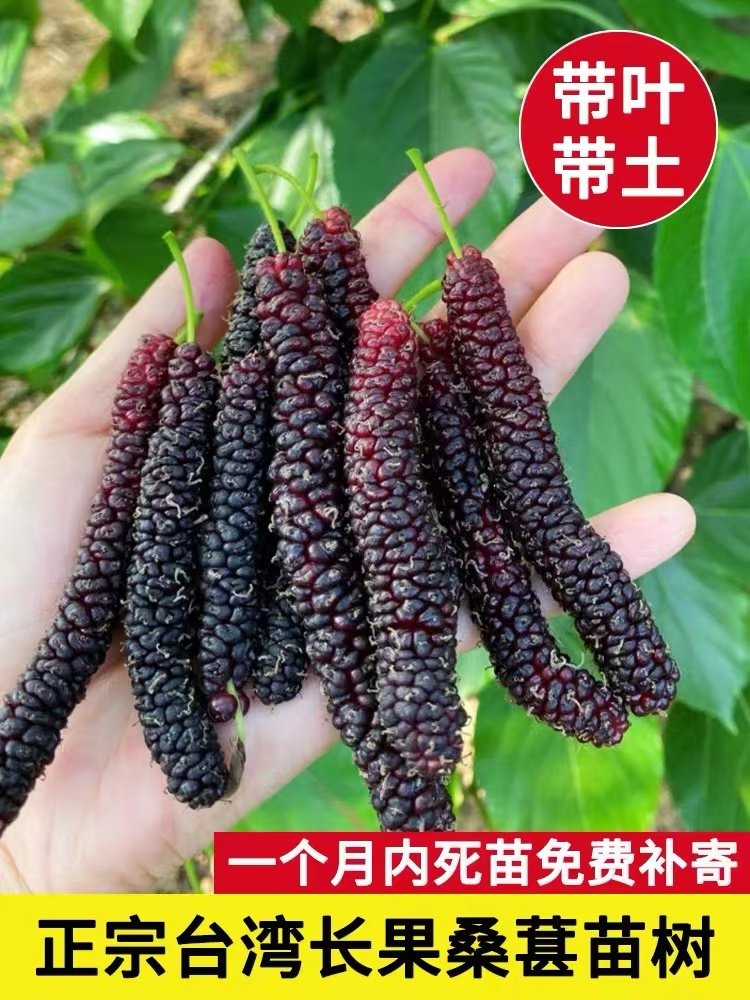 桑葚苗桑葚果树苗当年结果鲜食新品种桑葚树苗阳台庭院南北方种植