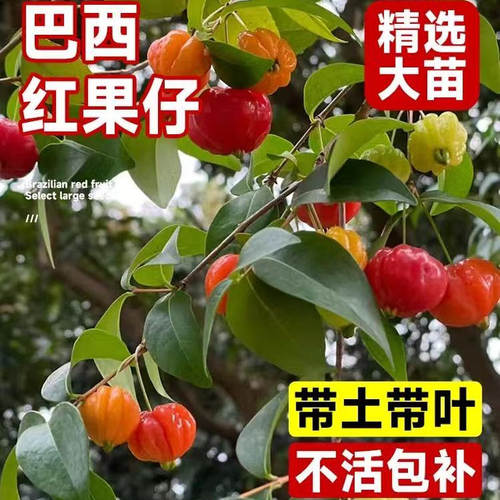 水果树果苗巴西红果仔吉祥灯笼果苗南方种植番樱桃苗盆栽树苗大全