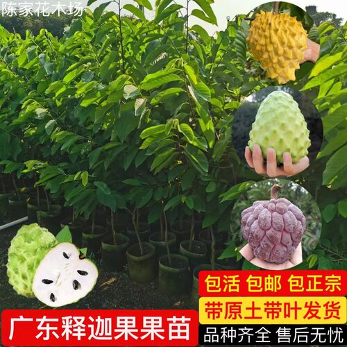 释迦果树苗台湾番荔枝盆栽