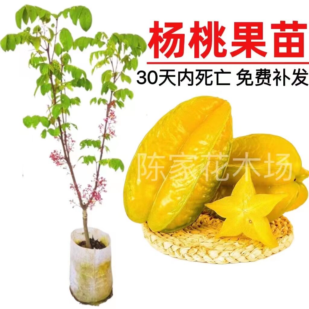 四季结果甜杨桃树苗果苗嫁接苗