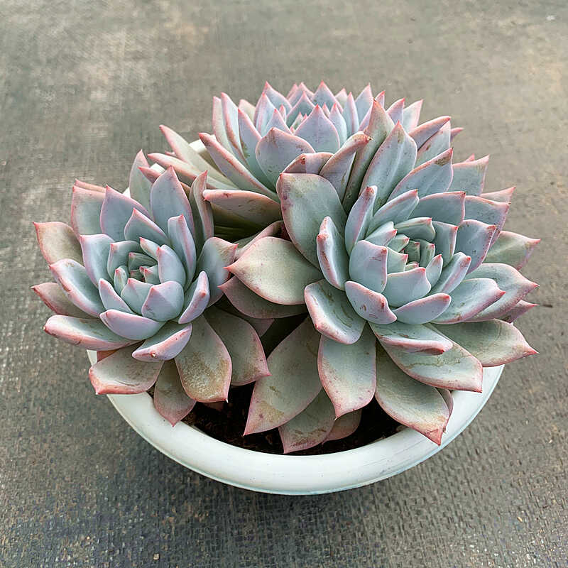 粉蓝鸟多肉植物群生云南老桩室内阳台桌面绿植花卉盆栽新手好养