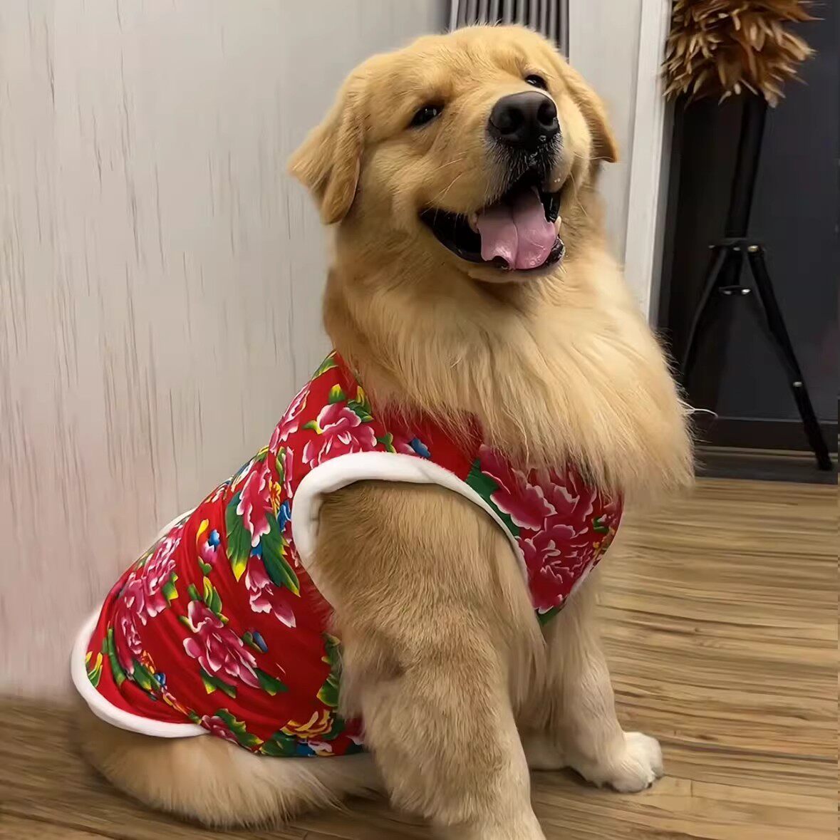 大型犬衣服金毛东北大花袄带牵引扣两脚棉衣过年喜庆防掉毛保暖衣