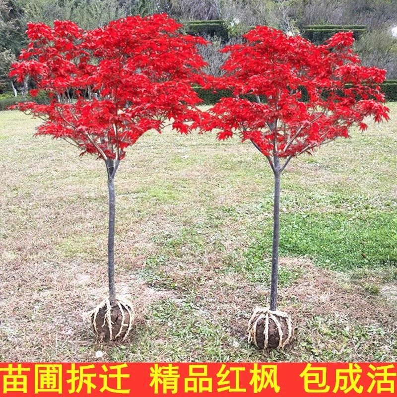 日本红枫树苗红舞姬室外耐寒枫树盆景盆栽庭院绿化植物