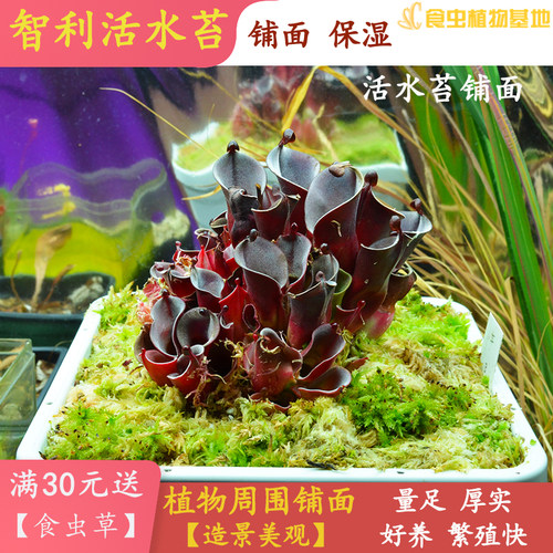 活水苔多少钱 活水苔价格 小麦优选 活水苔多少钱 活水苔价格 小麦优选