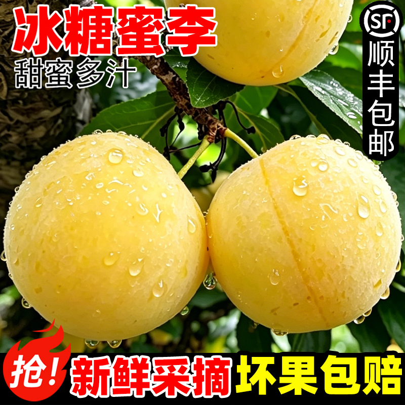 正宗四川李子冰糖李桃花李新鲜水果包邮孕妇蜂糖李子黄金奈李5斤