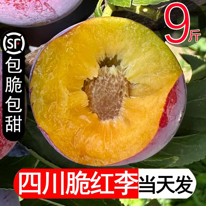 【应季热卖】四川脆红脱骨李9斤