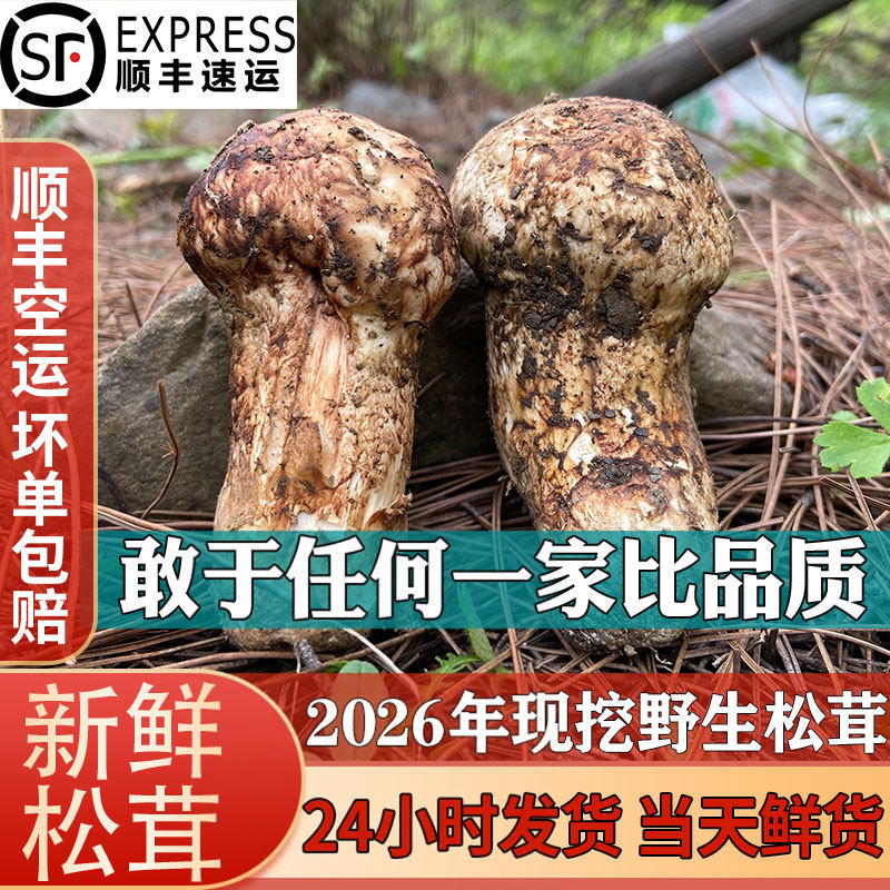 【当季热卖】野生新鲜松茸出口级