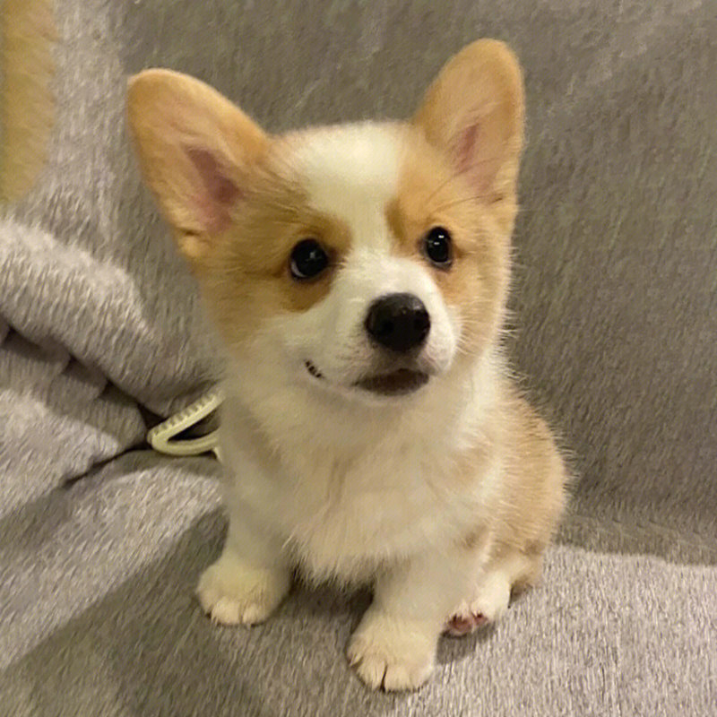 柯基幼犬柯基犬三色柯基犬小短腿小型犬宠物狗小狗活物狗狗犬舍