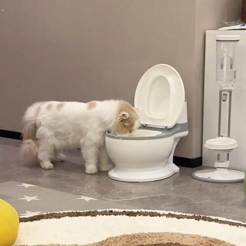创意马桶猫碗大口径不易打翻宠物盆饮水器大容量仿真坐便器喝水