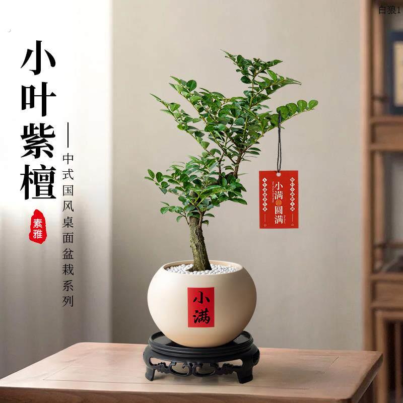 小叶紫檀盆景植物室内茶几客厅办公室桌面树苗四季好养活绿植盆栽