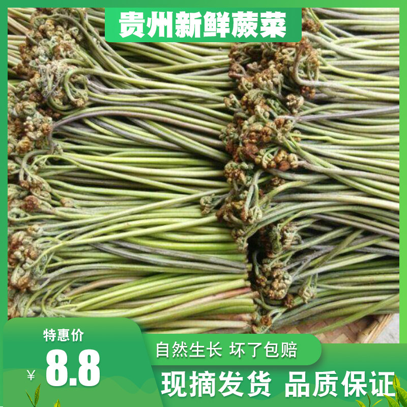 贵州新鲜蕨菜当季凉拌现摘野生菜拳头菜猫爪菜龙爪菜高山蕨苔蔬菜