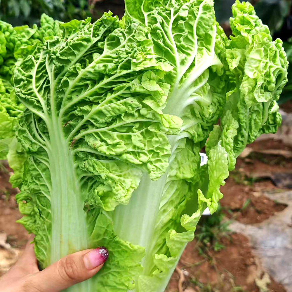 贵州新鲜白菜农家露天种植麻叶菜青麻叶菜火锅菜大白菜当季蔬菜