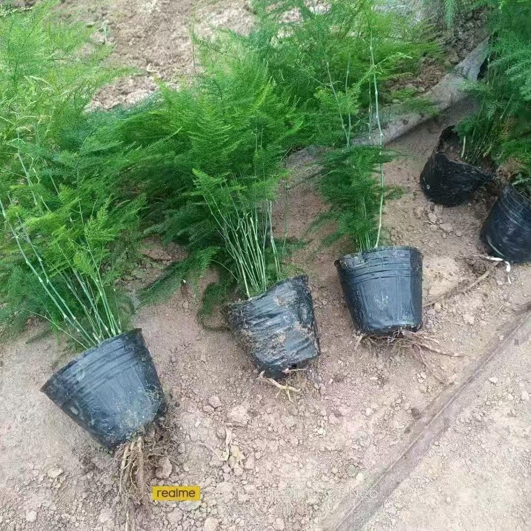 文竹盆栽植物室内办公室绿植花卉水培绿植