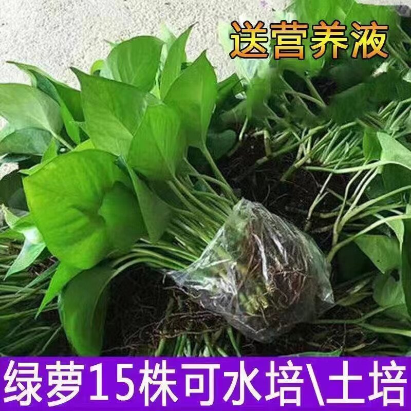 室内水培绿萝苗水培植物花卉四季水培绿植