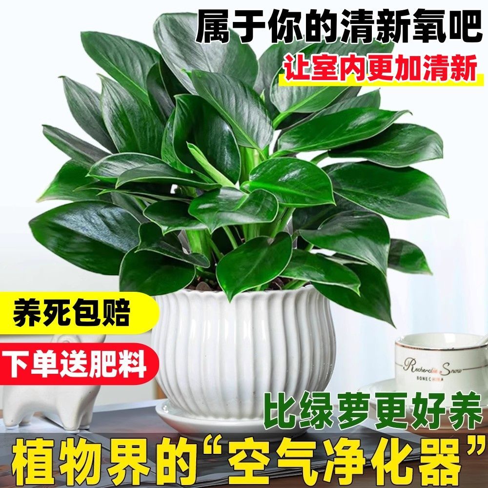 【吸甲醛植物】大叶金钻盆栽室内绿植办公室客厅四季常青水培土培图片