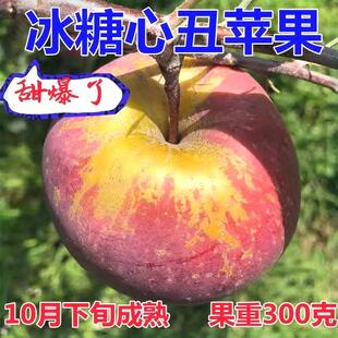 正宗昭通苹果苗嫁接冰糖心丑苹果树苗盆栽地栽庭院南北方种植