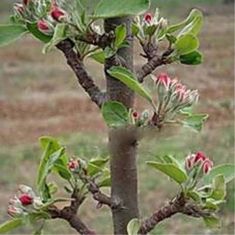 柱状苹果嫁接矮化果树苗南北方四季种植盆栽地栽水果树苗当年结果