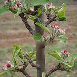 柱状苹果嫁接矮化果树苗南北方四季种植盆栽地栽水果树苗当年结果
