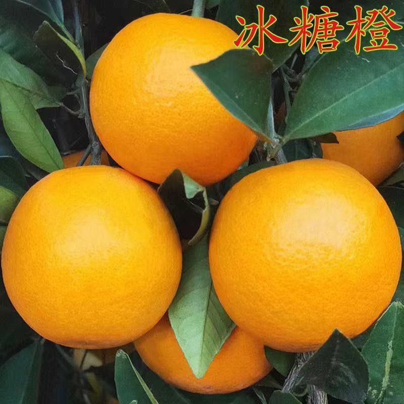 正宗 高纯度 高甜度嫁接冰糖橙苗褚橙云冠盆栽地栽甜橙果树苗,农用物资,果树种子/种苗,淘宝优惠券,粉丝福利购,淘宝优惠卷