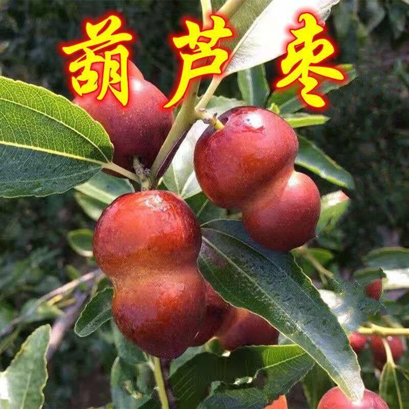 葫芦枣树活苗北方南方大枣超甜庭院嫁接地栽果树果苗当年结果