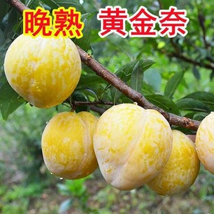 黄金奈李子树苗晚熟新品种耐寒南北方种植盆地栽当年结果树苗
