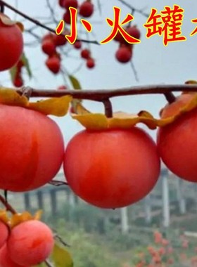 陕西临潼火晶柿子树软甜嫁接小火罐柿子树苗南北方庭院种植果树苗