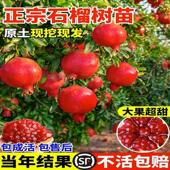 石榴树树苗突尼斯软籽无籽红如意带土盆栽庭院大甜石榴果树果苗