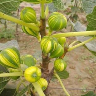 无花果树苗盆栽地栽无花果苗抗旱耐寒南方北方金镶玉无花果树苗苗