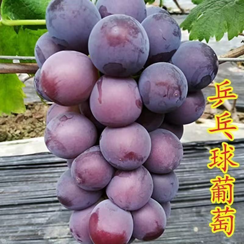 正宗藤稔葡萄特大乒乓球葡萄苗巨峰树苗南北方四季种植葡萄果树苗,农用物资,果树种子/种苗,淘宝优惠券,粉丝福利购,淘宝优惠卷