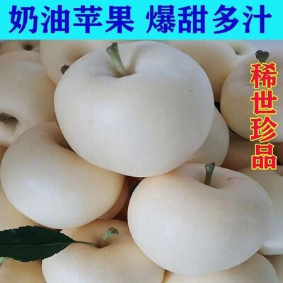 奶油富士苹果苗嫁接树南方