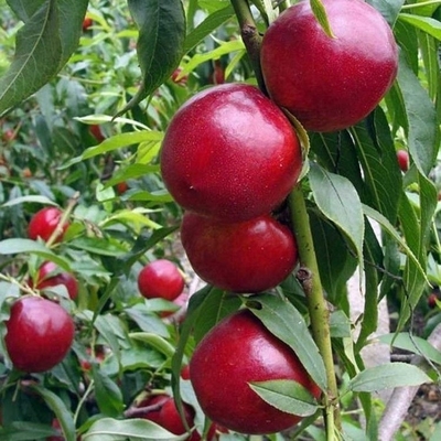 早熟油桃树苗黄肉子蜜硕