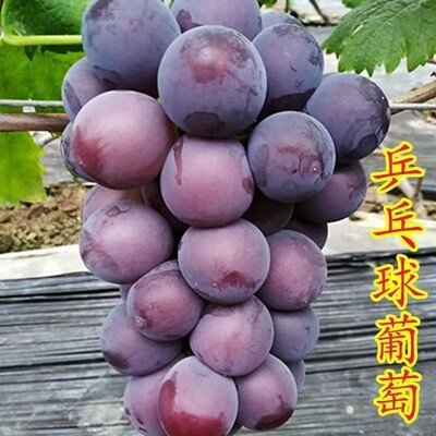 正宗藤稔葡萄特大乒乓球葡萄苗巨峰树苗南北方四季种植葡萄果树苗