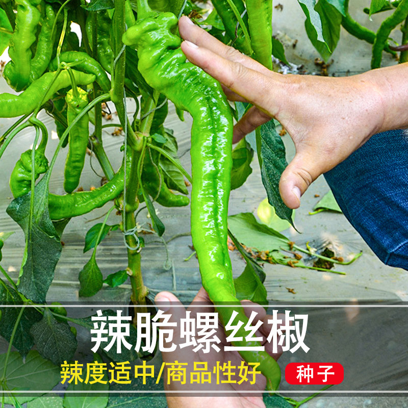 螺丝椒种子辣椒种籽四季阳台盆栽南方菜籽种大全小菜园基地种植