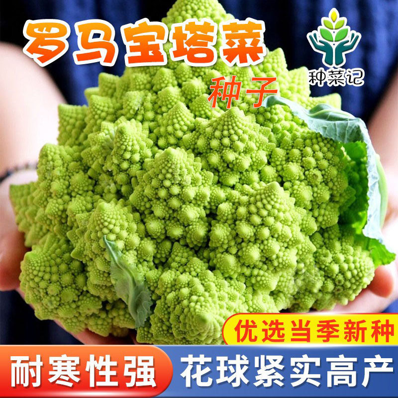罗马宝塔菜种子农家进口花图片