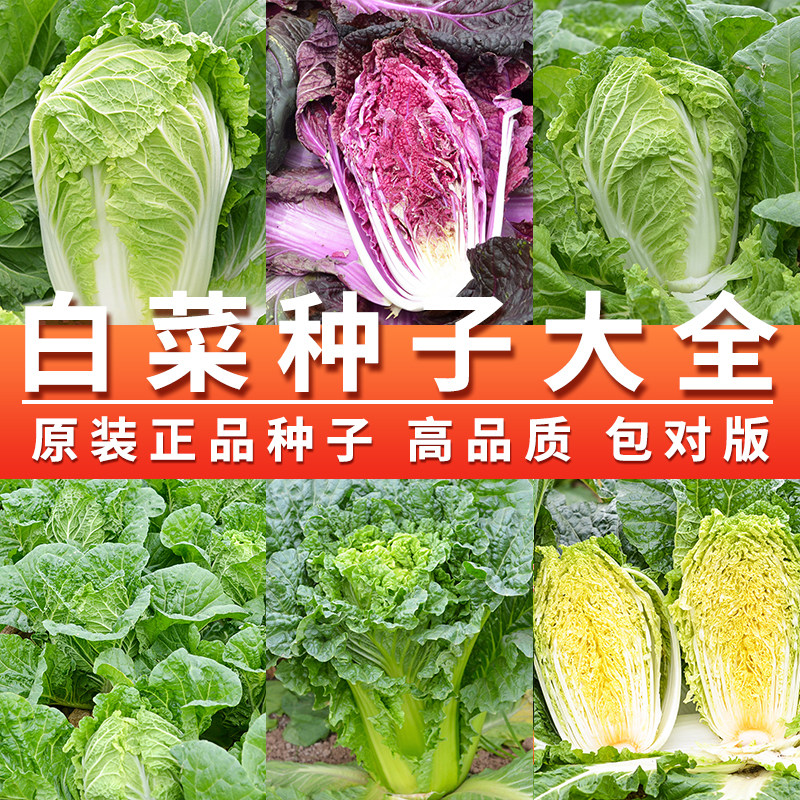 山东胶州大白菜种子种籽冬储早熟高产春夏秋四季白菜籽农家蔬菜孑