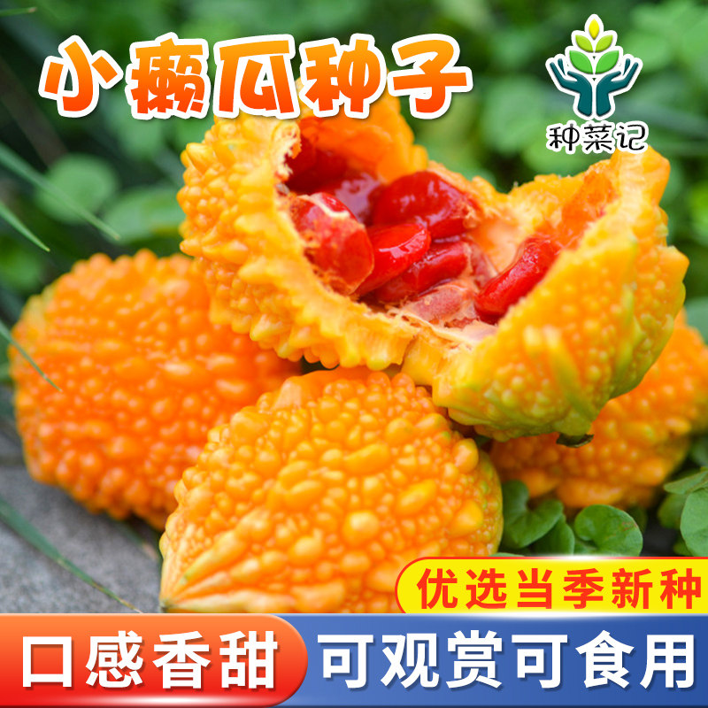 赖葡萄种子金铃子小癞瓜赖瓜种籽四季阳台盆栽爬藤水果农家蔬菜孑