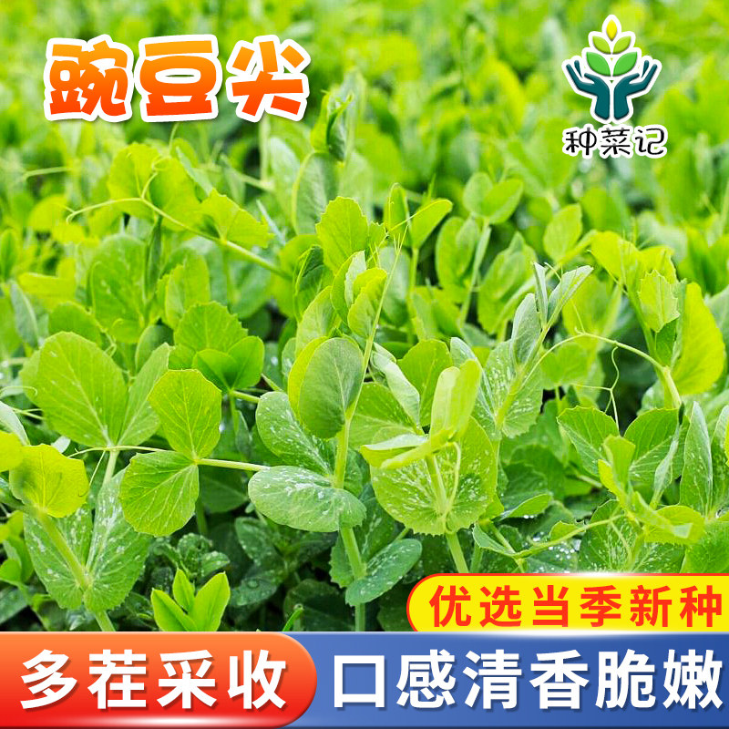 豌豆尖种子无须豆苗豌豆龙须菜肥子三号种籽四季春季农家蔬菜种子