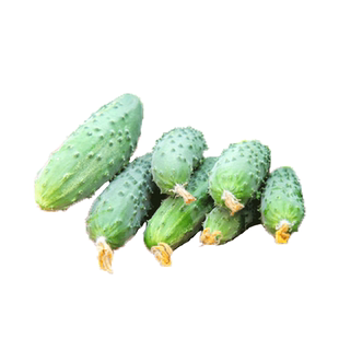 无架满地爬黄瓜种子旱黄瓜种籽菜籽种水果大全四季阳台盆栽蔬菜孑