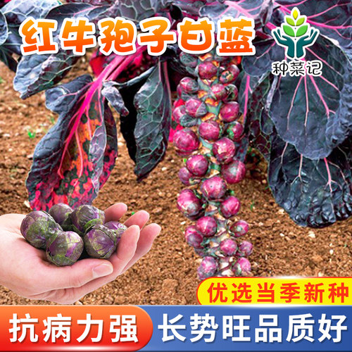 紫色孢子甘蓝种子红牛抱子包心菜