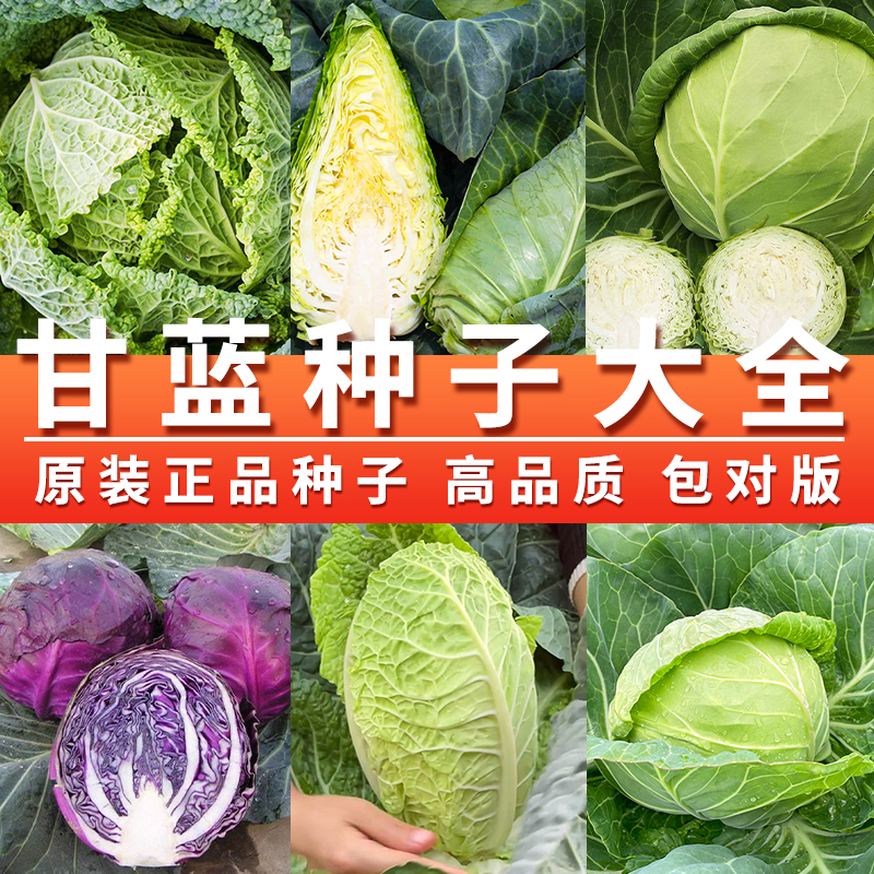 大头菜春季露天早熟牛心甘蓝种子