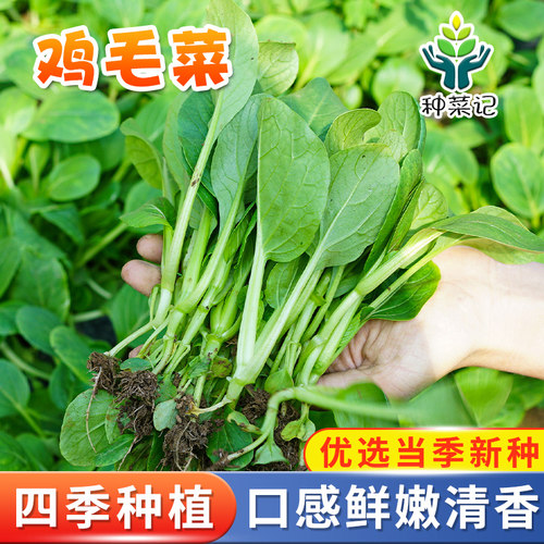 鸡毛菜种子上海青小油菜种籽菜籽耐寒四季春季盆栽青菜农家蔬菜孑 - 封面