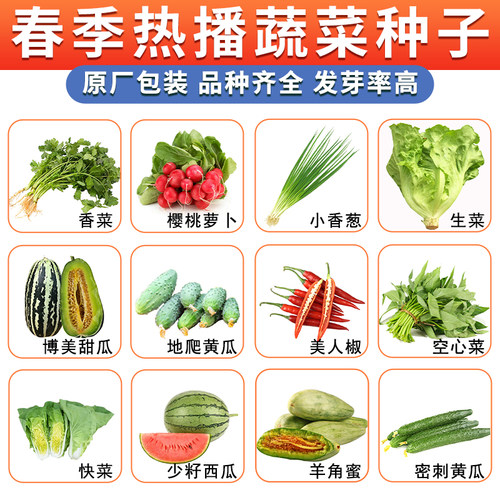 春季蔬菜籽种大全高产四季阳台