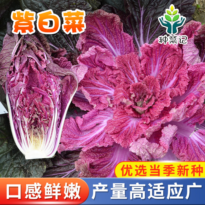 紫白菜种子韩国紫裔大白菜种籽春秋特色基地菜园蔬菜种孑结球白菜