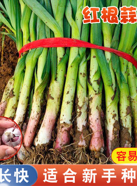 农家红根蒜苗大蒜种子种籽