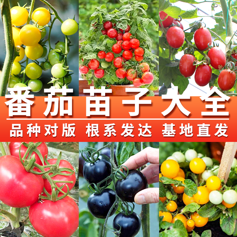 番茄苗千禧圣女果沙瓤西红柿
