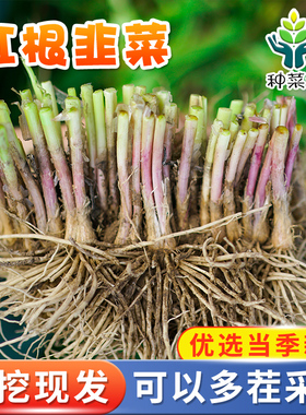 韭菜根苗现挖紫根红根韭菜根四季种子种籽孑阳台盆栽宽叶根韭菜籽
