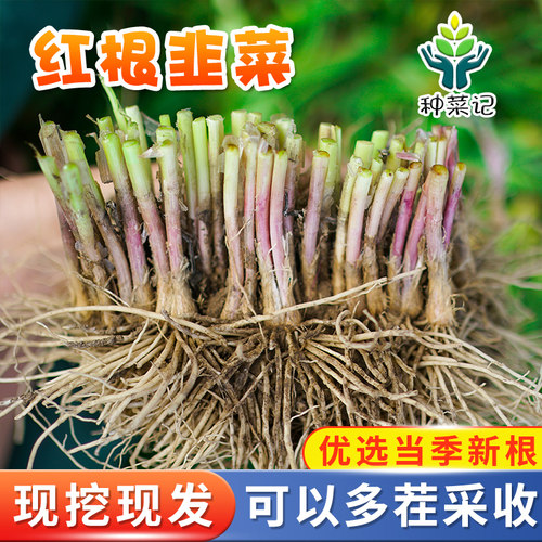 现挖韭菜根高产四季农家