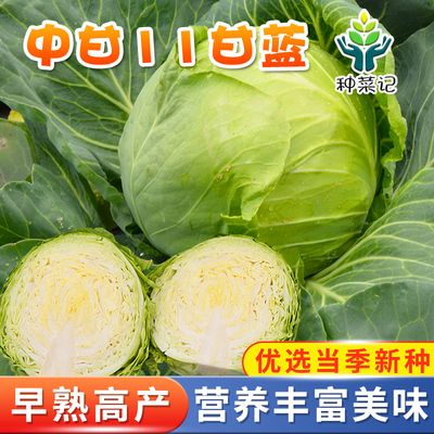 甘蓝种子卷心菜包菜种籽四季冬季