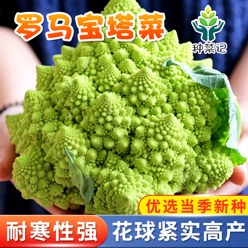 农家进口种子高产春季花椰菜